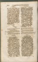 Seite 1431