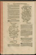 Seite 244